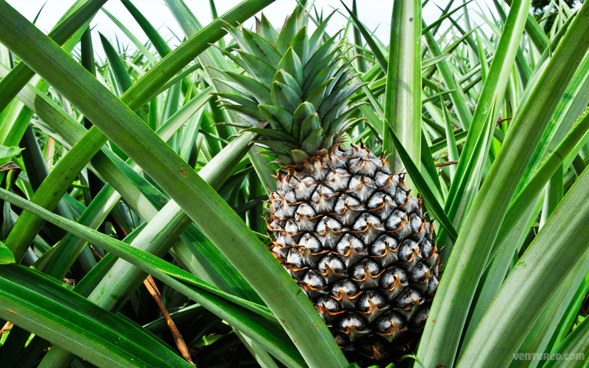 Cornwall Pineapple Most Expensive Fruits