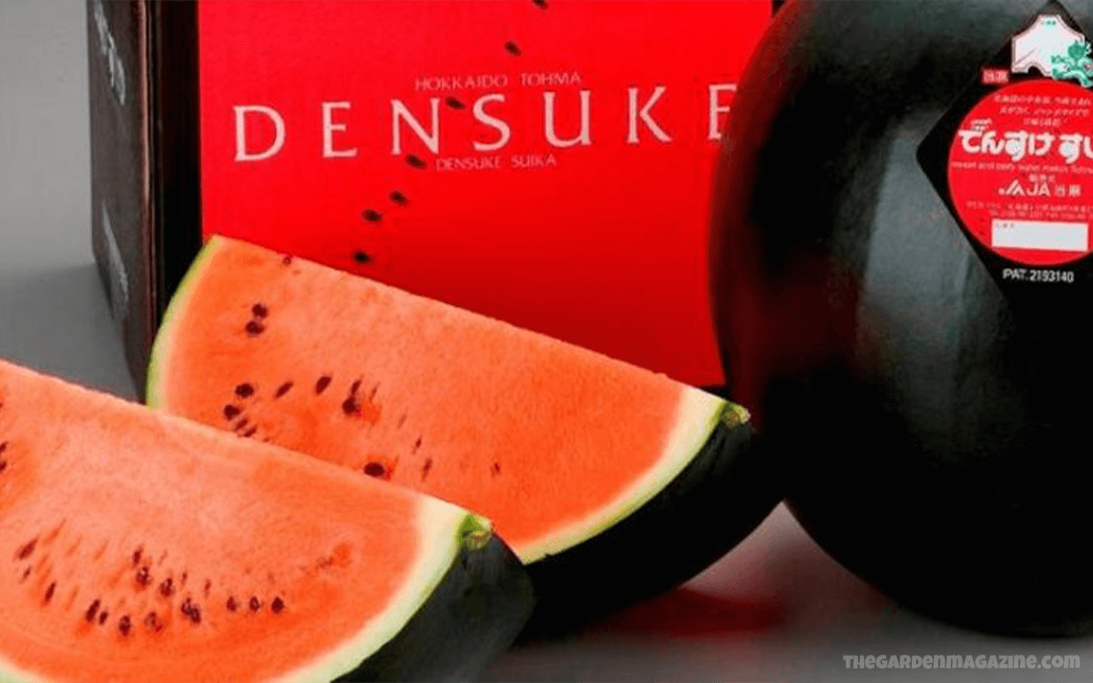 Densuke Watermelon Most Expensive Fruits