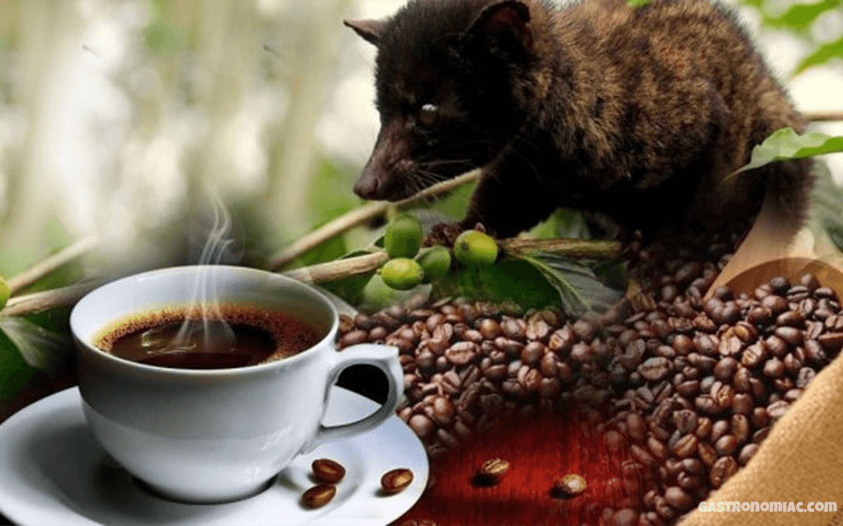 Kopi luwak world’s most Expensive Coffees