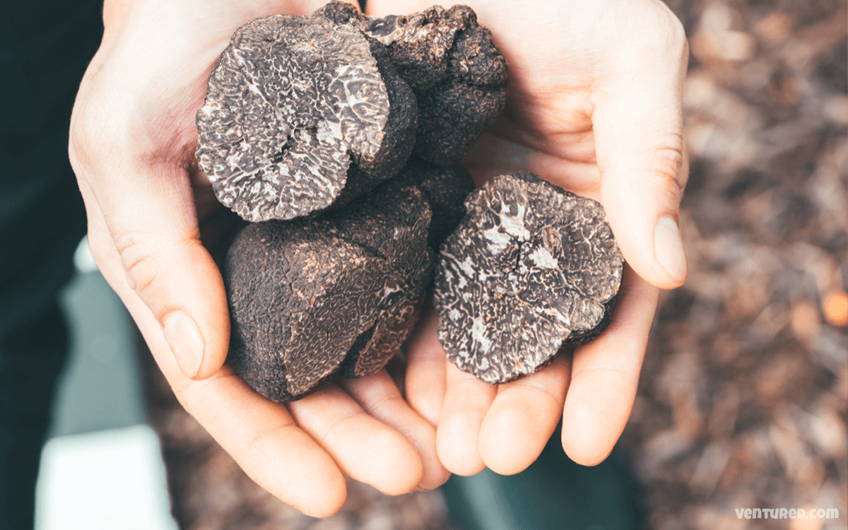 Black Truffles - Most Expensive Mushrooms In The World