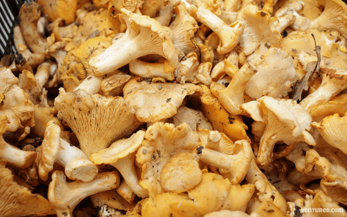 Chanterelles - Most Expensive Mushrooms In The World