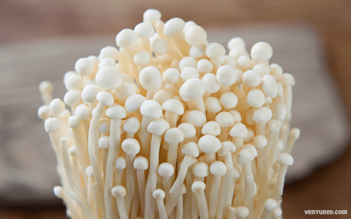 Enoki Mushrooms - Most Expensive Mushrooms In The World