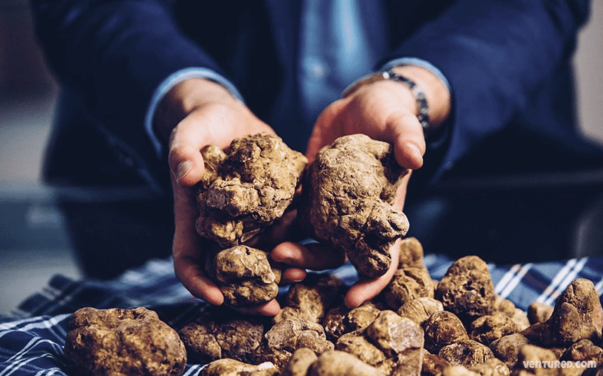 European White Truffle - Most Expensive Mushrooms In The World
