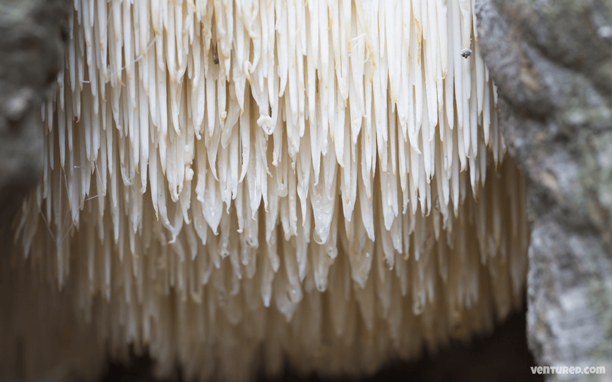Lion’s Mane - Most Expensive Mushrooms In The World