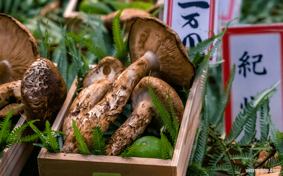 Matsutake Mushrooms - Most Expensive Mushrooms In The World