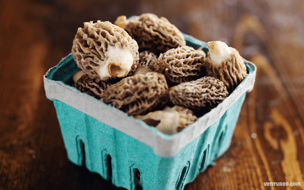 Morels - Most Expensive Mushrooms In The World