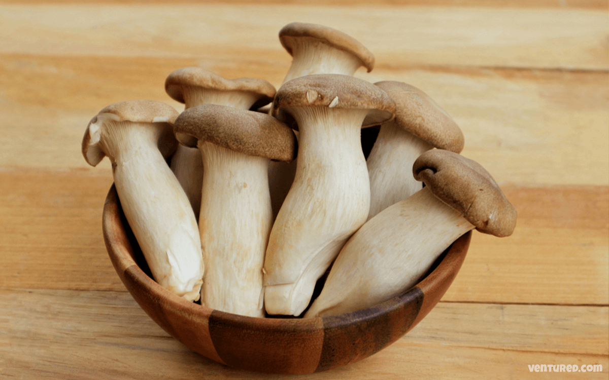 Oyster Mushrooms - Most Expensive Mushrooms In The World