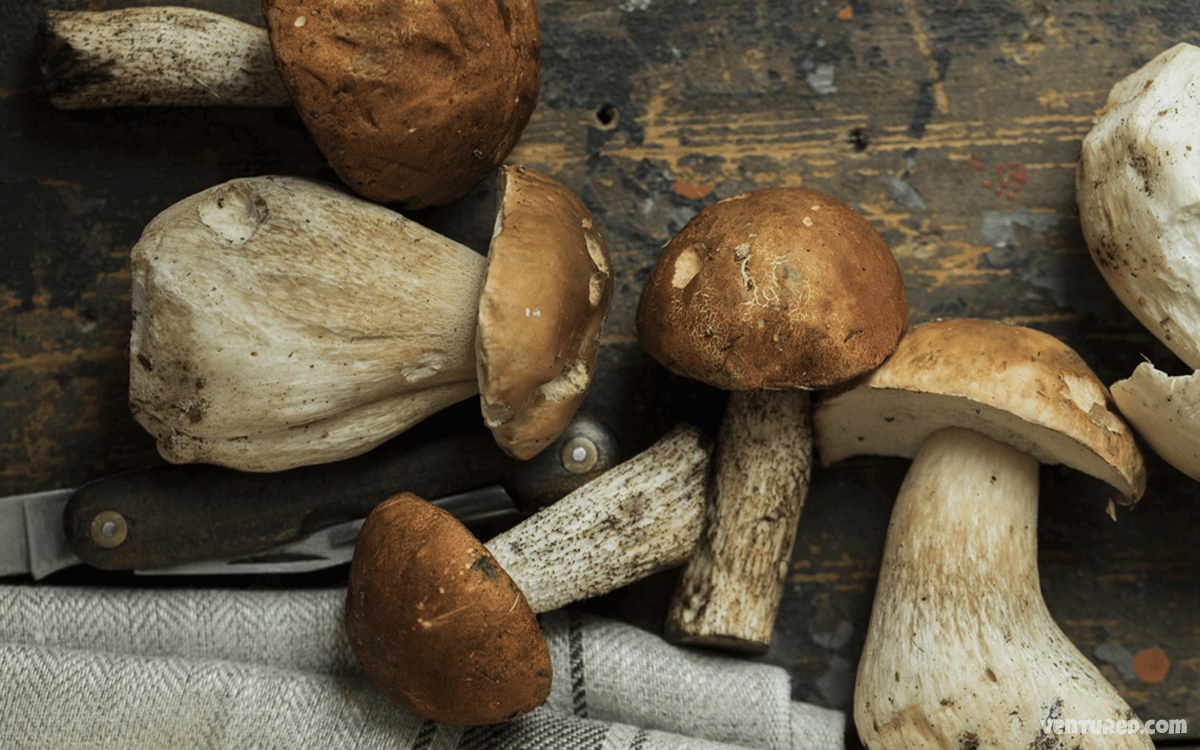 Porcini Mushrooms - Most Expensive Mushrooms In The World