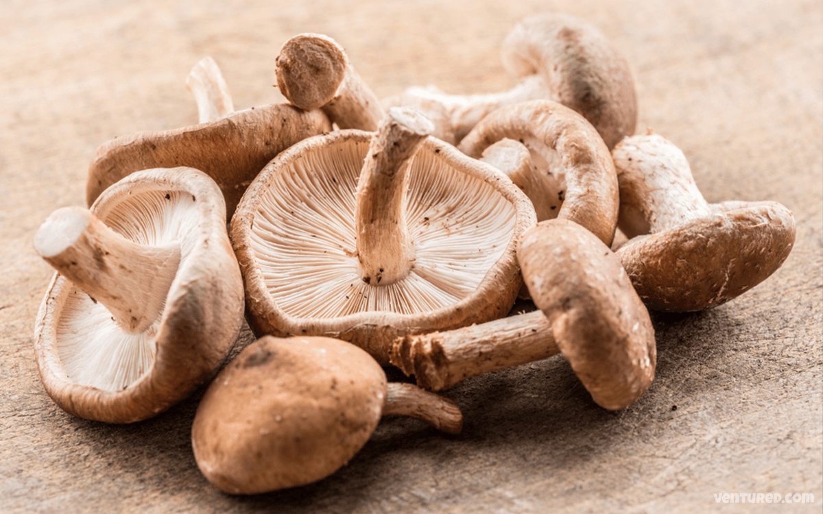 Shiitake Mushrooms - Most Expensive Mushrooms In The World